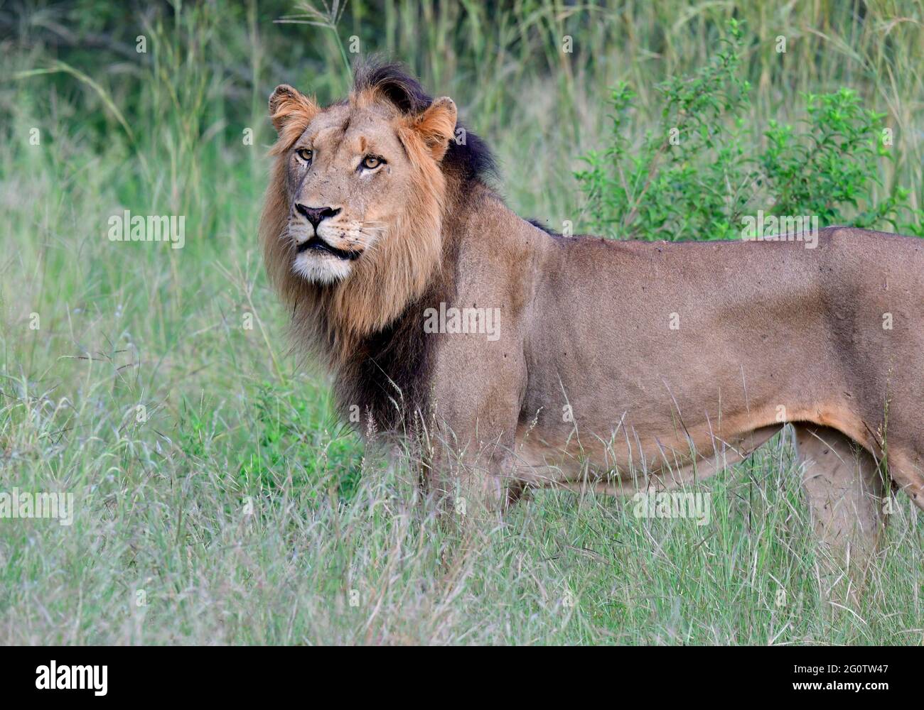 Kruger National Park, South Africa Stock Photo - Alamy