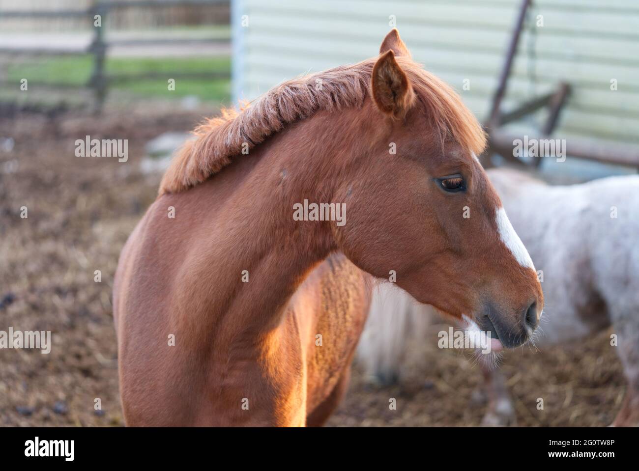 Young couple riding stable hi-res stock photography and images - Alamy