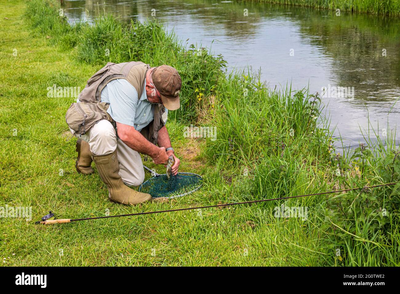 Fly fisherman removing hook from mouth of brown trout having been