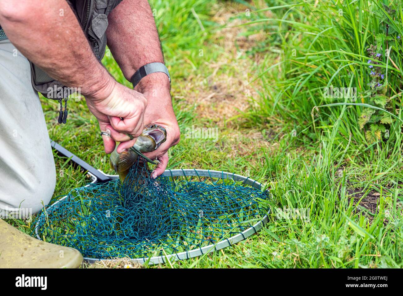 Fly fisherman removing hook from mouth of brown trout having been