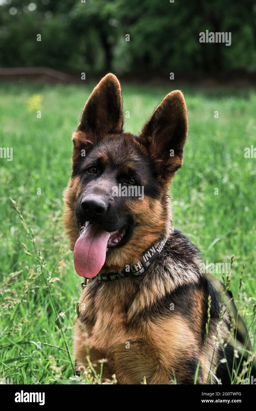 https://c8.alamy.com/comp/2G0TWFG/puppy-for-desktop-screensaver-or-for-puzzle-portrait-of-charming-black-and-red-german-shepherd-puppy-sits-in-green-grass-and-smiling-with-its-tongue-2G0TWFG.jpg
