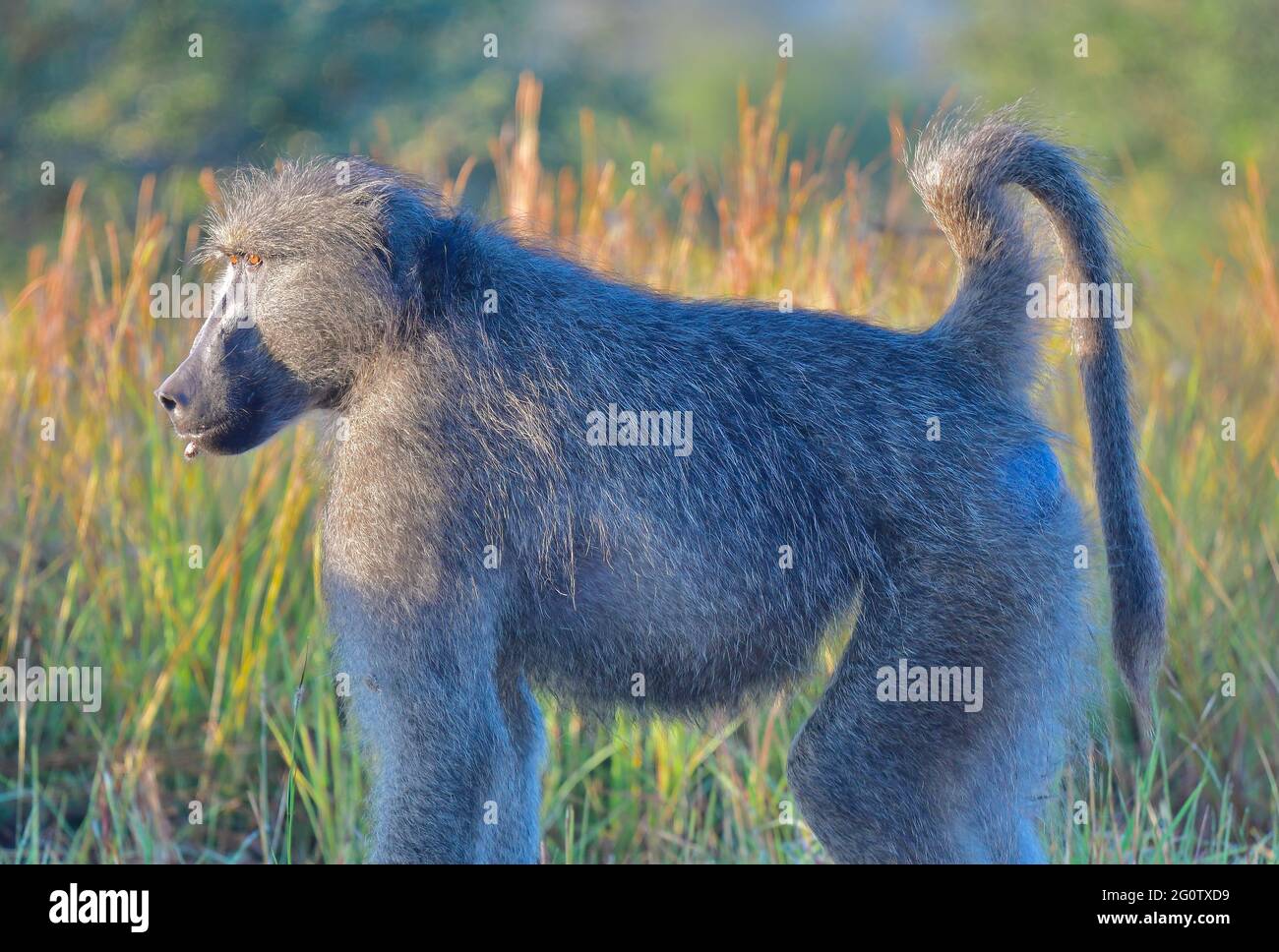 Kruger National Park, South Africa Stock Photo - Alamy