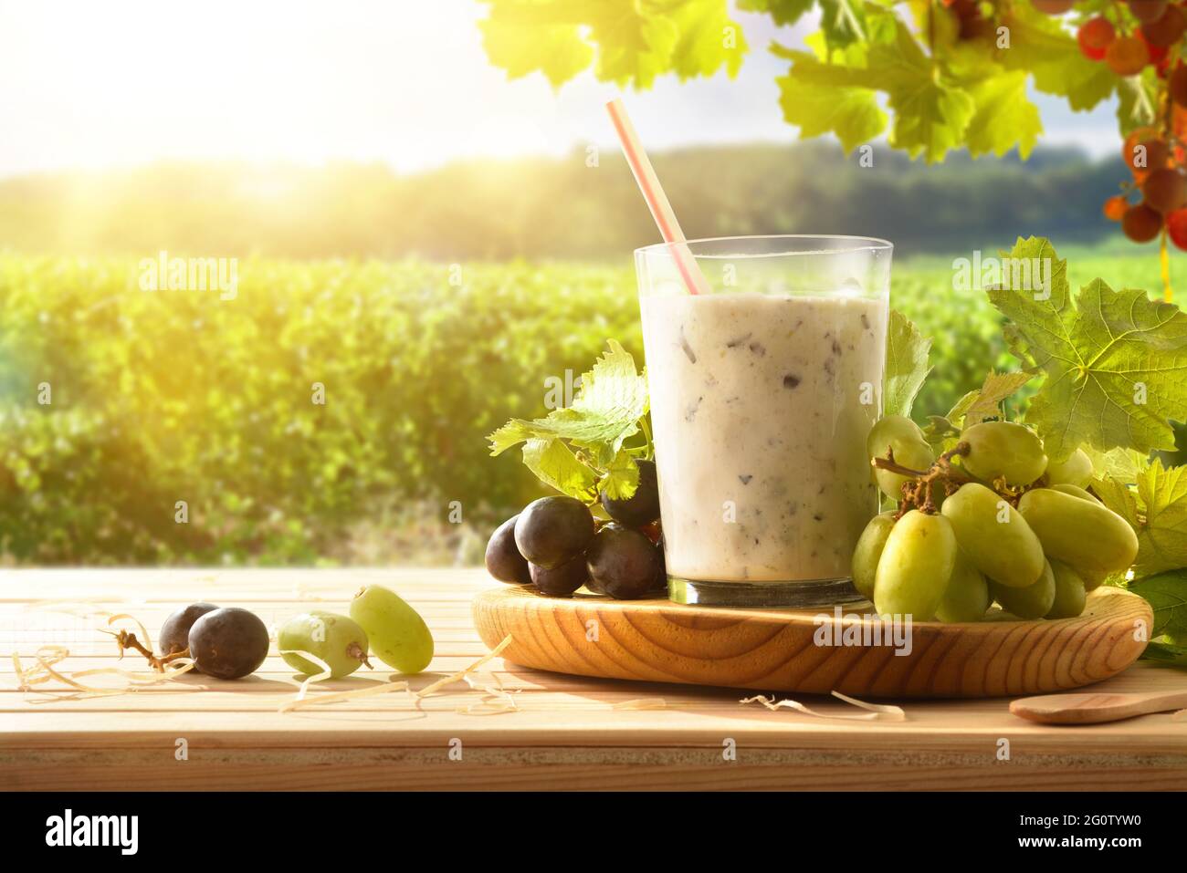 Grape drink with milk on wooden table with grape bunches and vineyard field in the background. Front view. Stock Photo