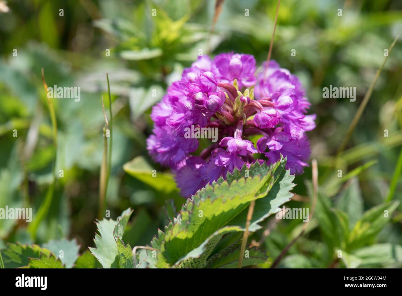 Purple Fringed Orchid, Platanthera psycodes, Cape St. Mary's, Newfoundland, Canada Stock Photo