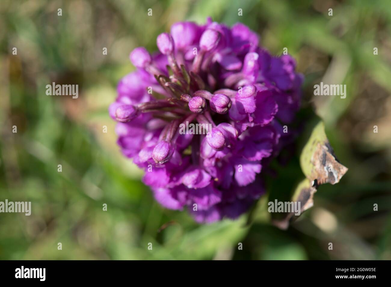 Purple Fringed Orchid, Platanthera psycodes, Cape St. Mary's, Newfoundland, Canada Stock Photo
