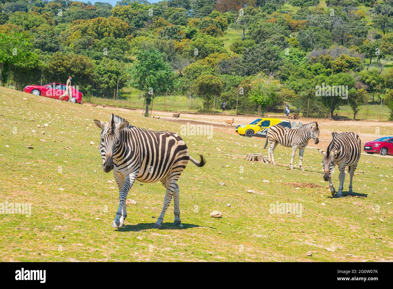 Zebras in a meadow. Safari Madrid, Aldea del Fresno, Madrid province, Spain. Stock Photo