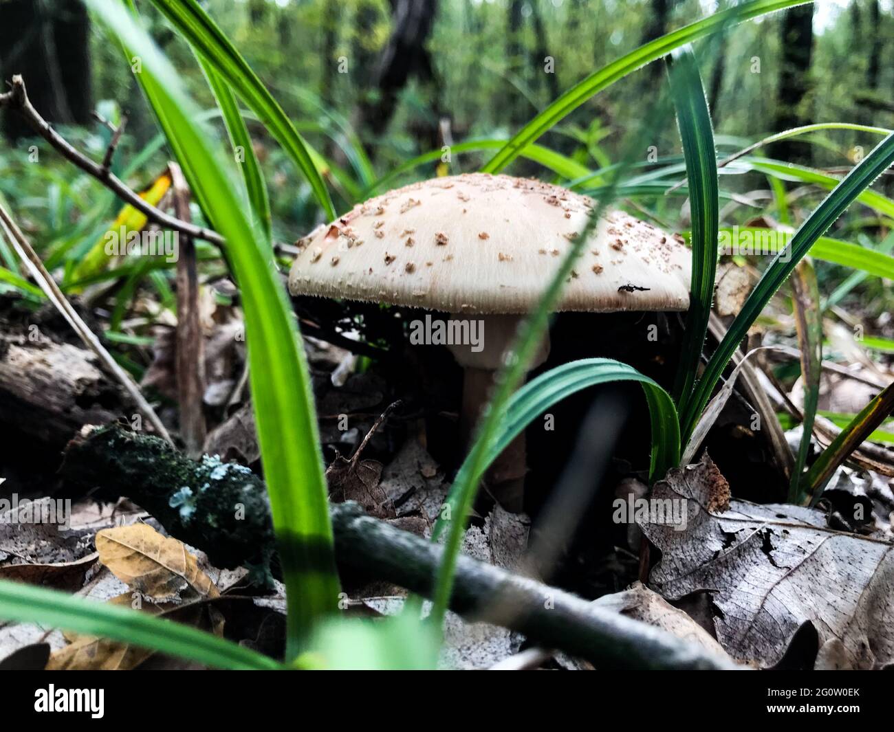 A forest mushroom. Autumn mushroom. Mushroom in the grass. Mushroom in the woods Stock Photo