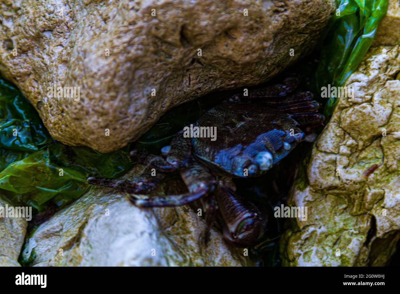 Stones by the sea. Algae and rocks. Water in the rocks Stock Photo - Alamy