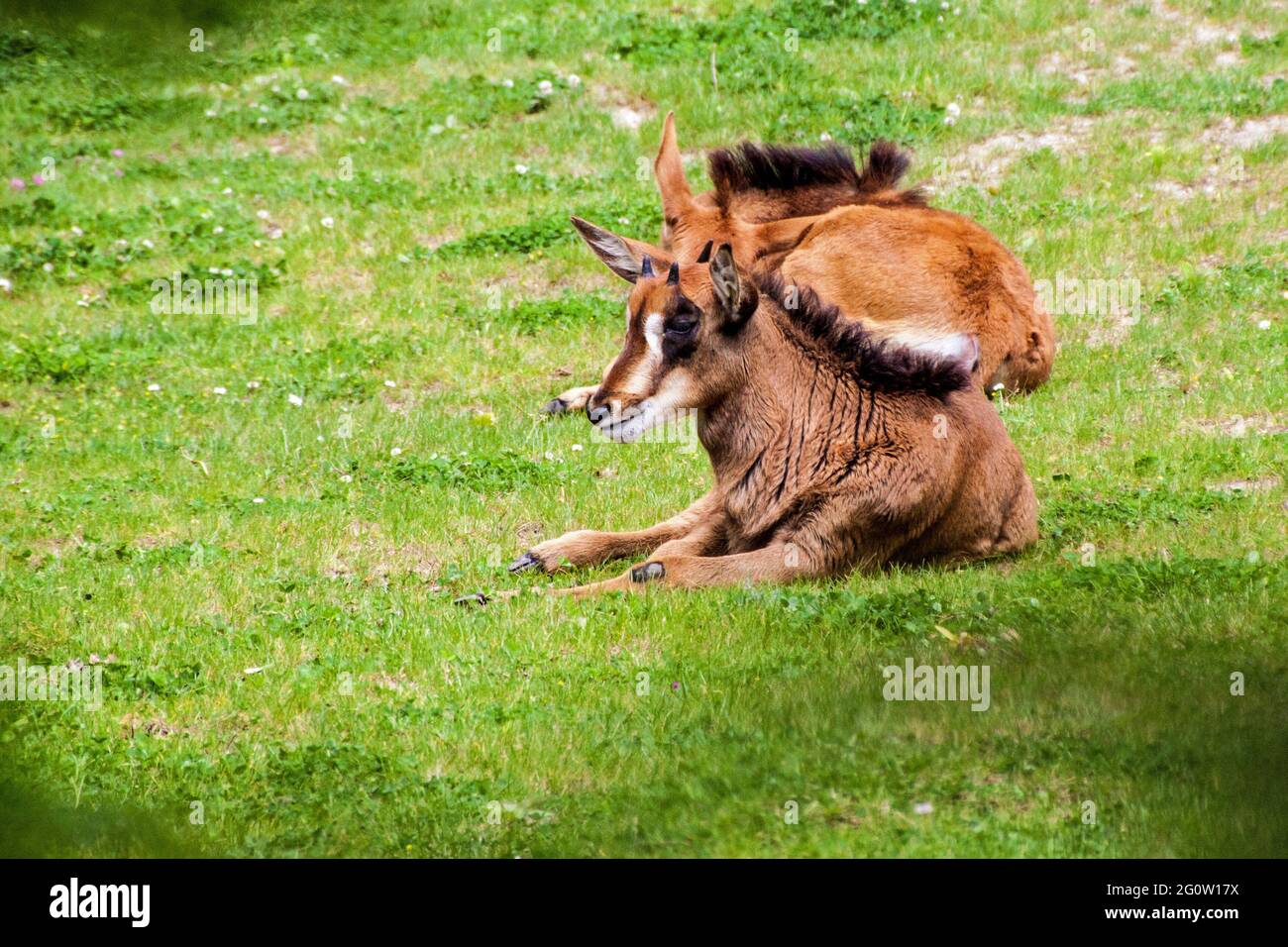 Sable antelope (Hippotragus Niger) in Prague zoo Stock Photo