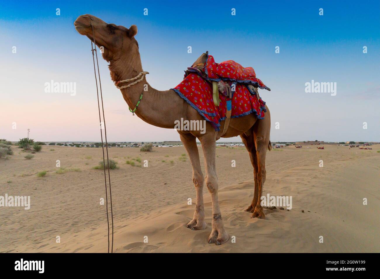 Camel, Camelus dromedarius, is large, even-toed desert animal with one hump  on its back. A camel with traditioal dresse, is waiting for tourists Stock  Photo - Alamy