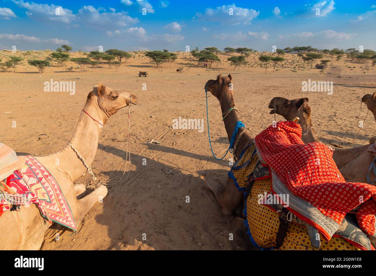 Three camels with traditioal dresses, are waiting for tourists for ...