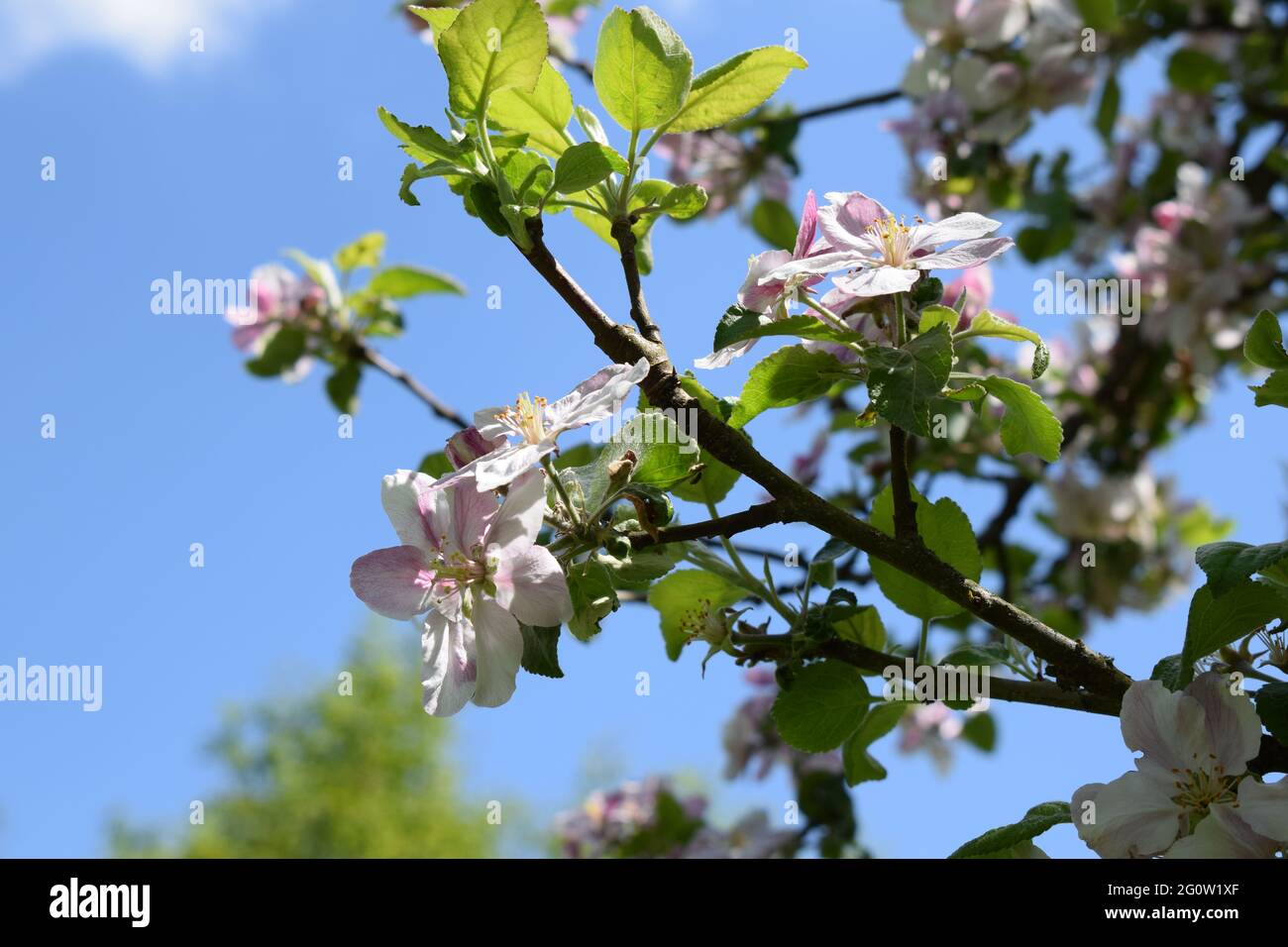 blooming apple tree branch Stock Photo