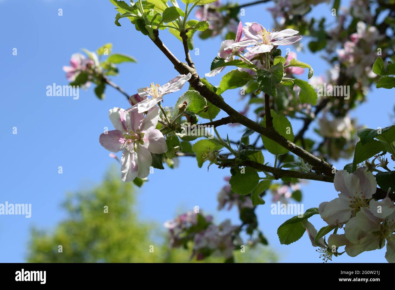 blooming apple tree branch Stock Photo