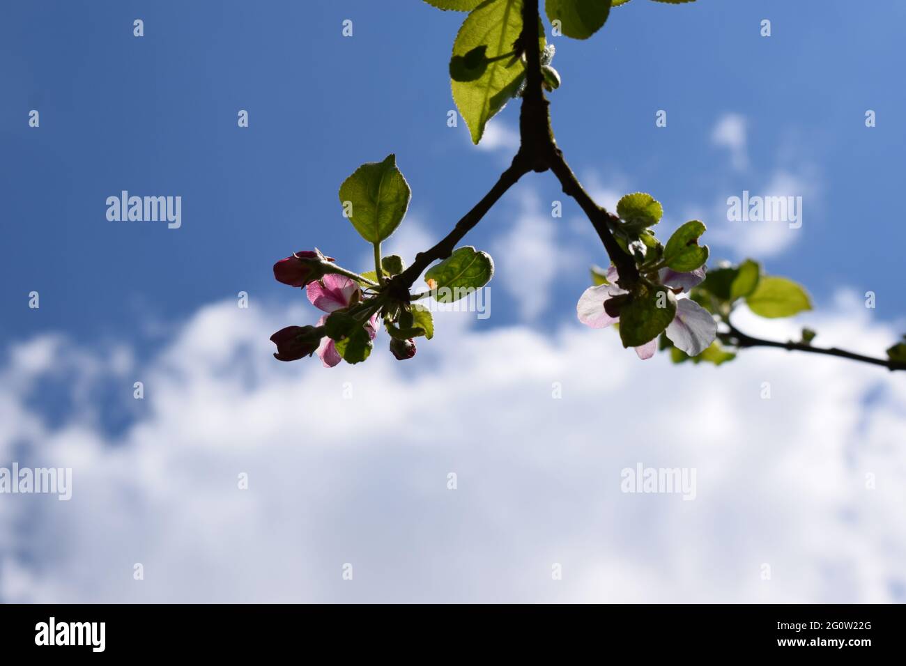 blooming apple tree branch Stock Photo