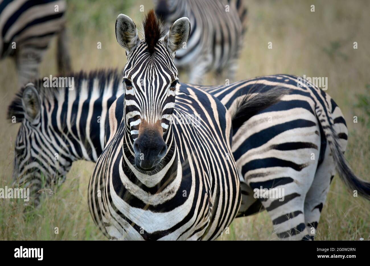 Burchell's zebra in Kruger Park, South Africa Stock Photo Alamy