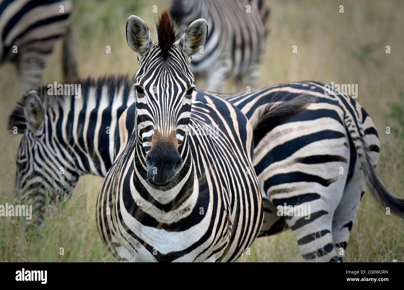 Burchell's zebra in Kruger Park, South Africa Stock Photo