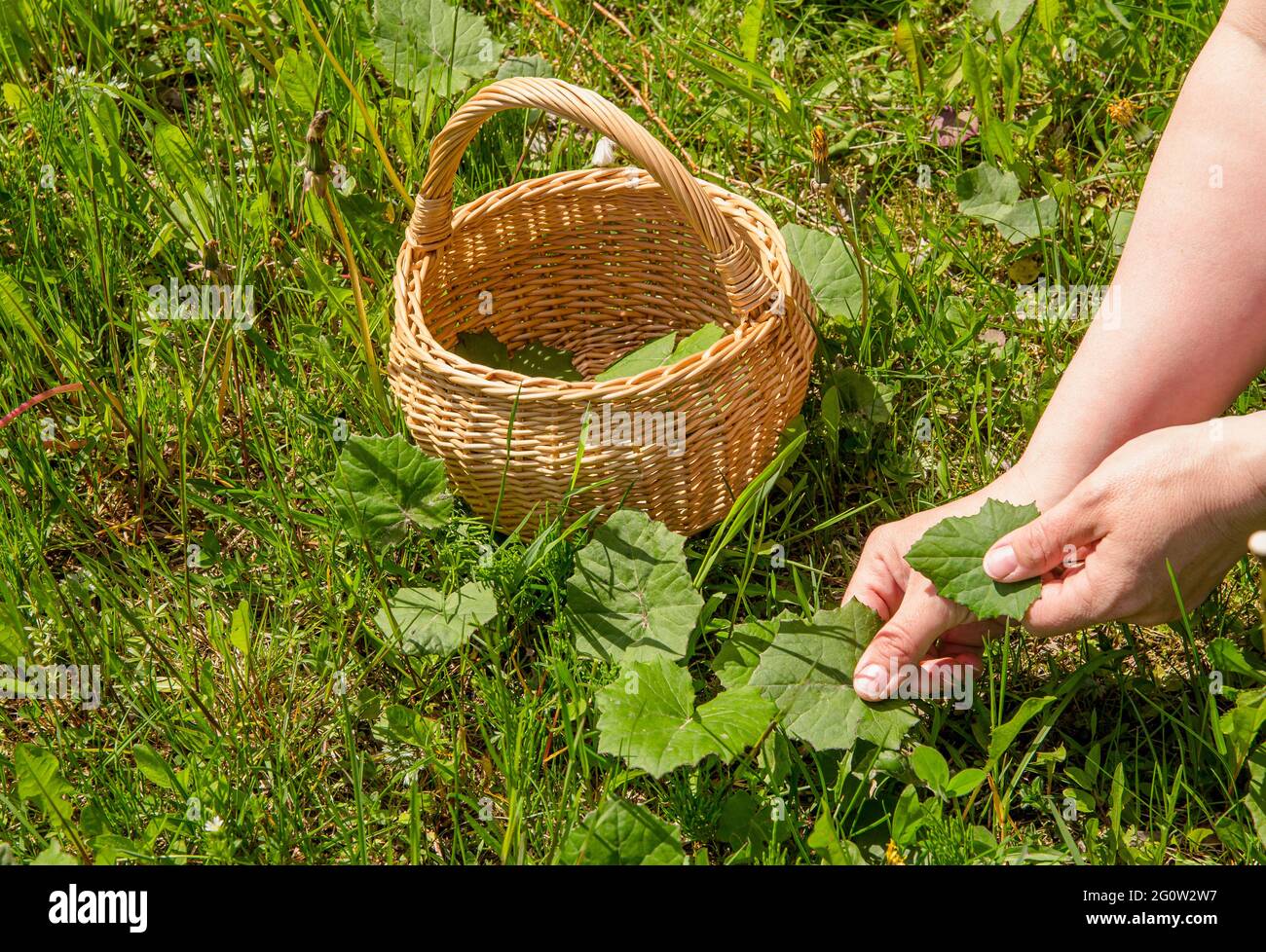 Close up view of person hands picking fresh Tussilago farfara, commonly known as coltsfoot for herbal medicinal porpoises outdoors in spring. Leaf in Stock Photo
