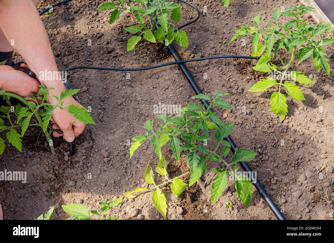 Man person installing water dripping system in home vegetable garden