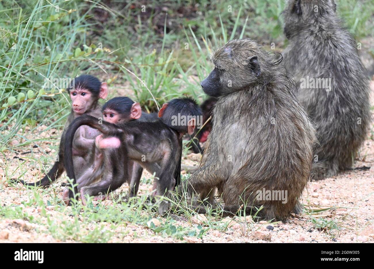 Kruger National Park, South Africa Stock Photo - Alamy