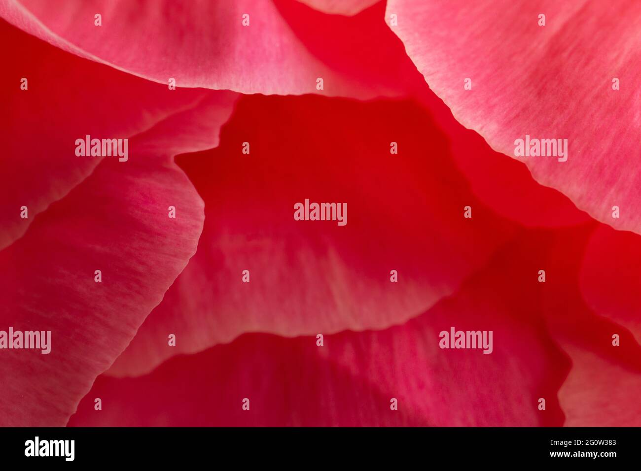 Layers of soft petals of a Peony flower in extreme close up Stock Photo
