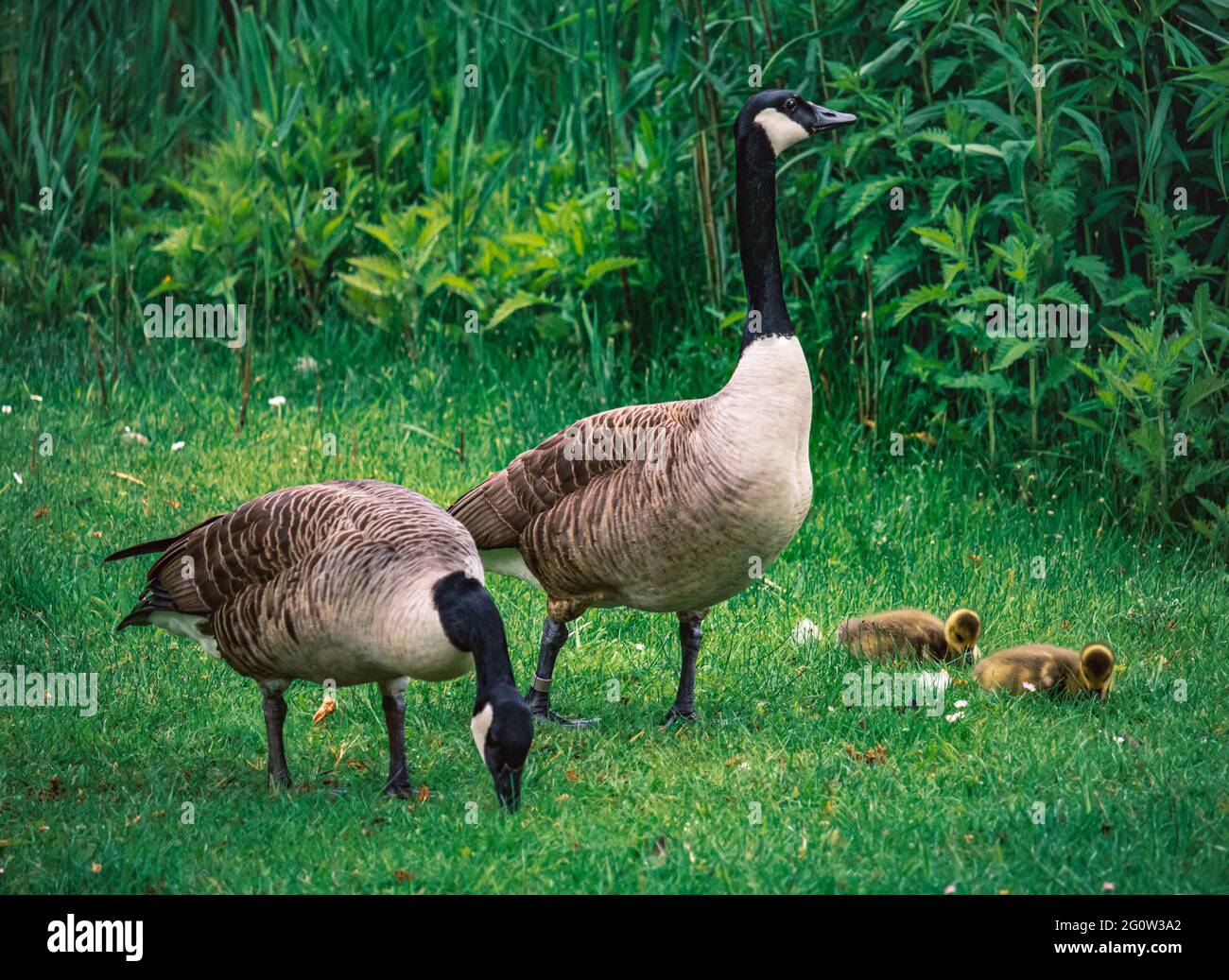 Canada goose in farm field hi-res stock photography and images - Alamy