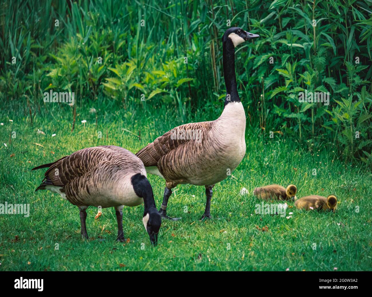 Wildgänse und Enten und eine Tierfamilie im Park im Frühling auf einer saftigen Wiese mit Gänseblümchen. Schloßpark in Essen Borbeck im Ruhrpott Stock Photo