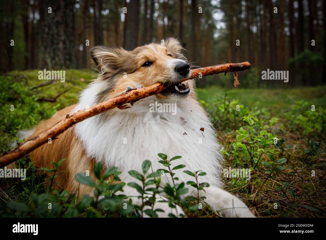 Dog With Woman Playing Rough
