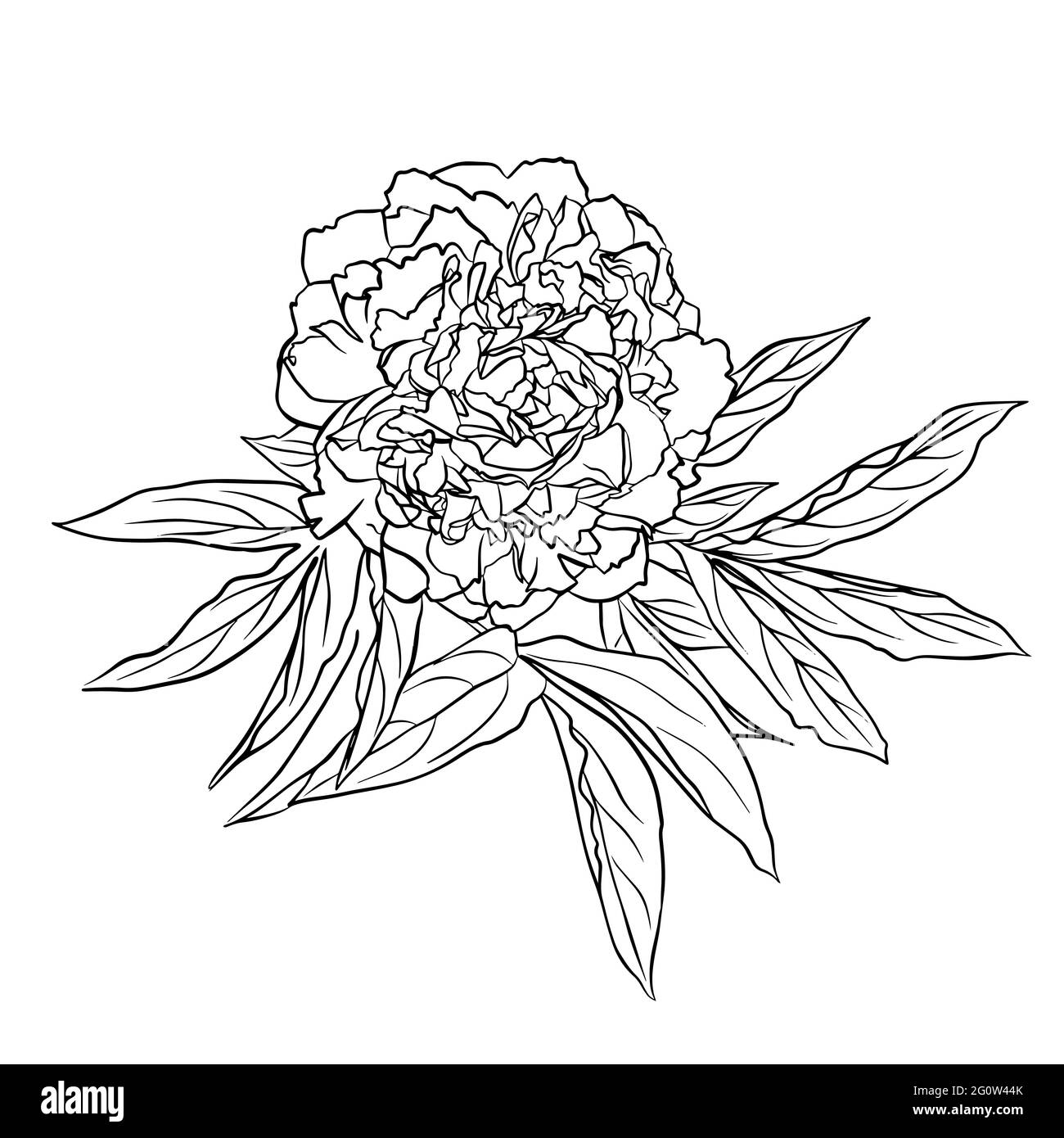 The outline of a peony bud. Vector isolated clipart. Minimal monochrome hand-drawn botanical design. Stock Vector