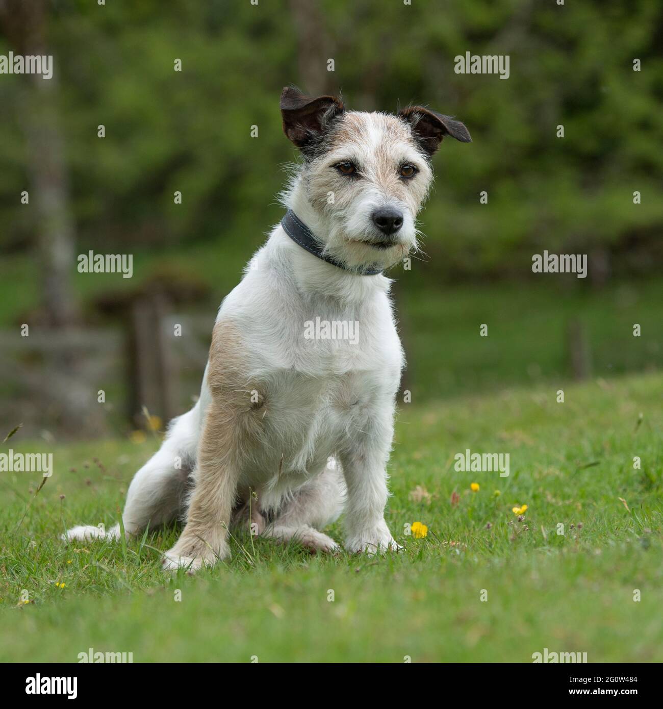 Jack russel with collar hires stock photography and images Alamy