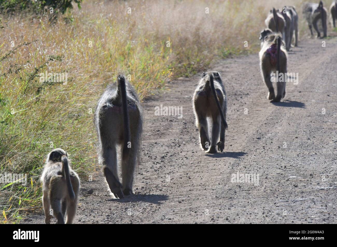 Kruger National Park, South Africa Stock Photo - Alamy