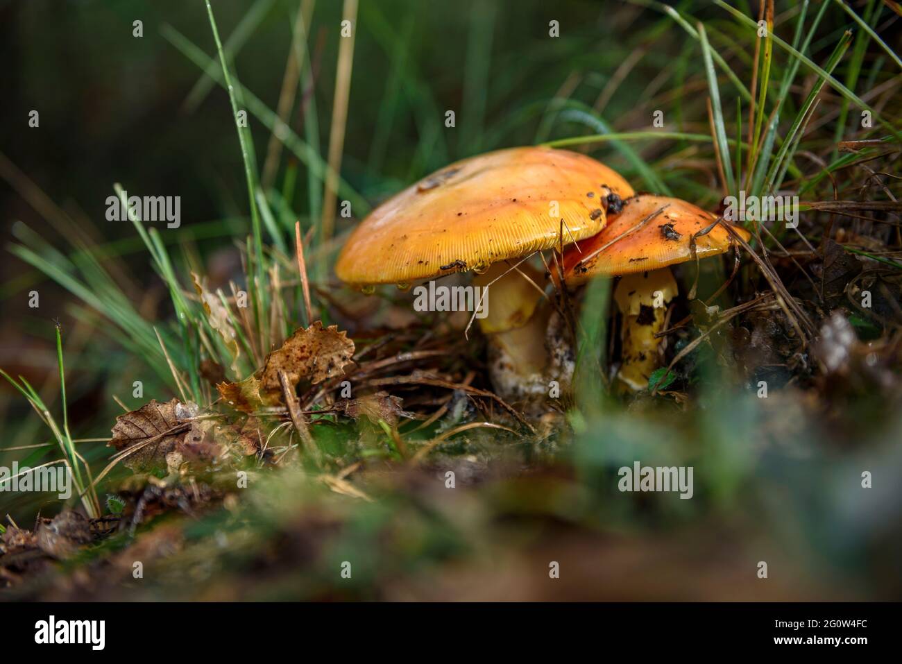 Amanita caesarea in the forest. It is one of the tastiest and rarest