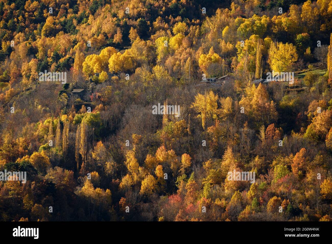 Autumn forest in Coma de Burg, in the Pallars Sobirà region (Alt Pirineu Natural Park, Catalonia, Spain, Pyrenees) Stock Photo