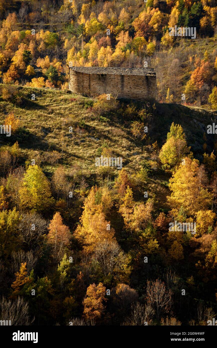 Autumn forest in Coma de Burg, in the Pallars Sobirà region (Alt Pirineu Natural Park, Catalonia, Spain, Pyrenees) Stock Photo