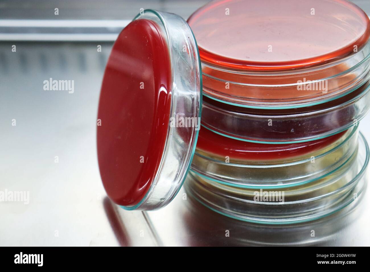 A growth medium or culture medium is a solid, liquid, or semisolid