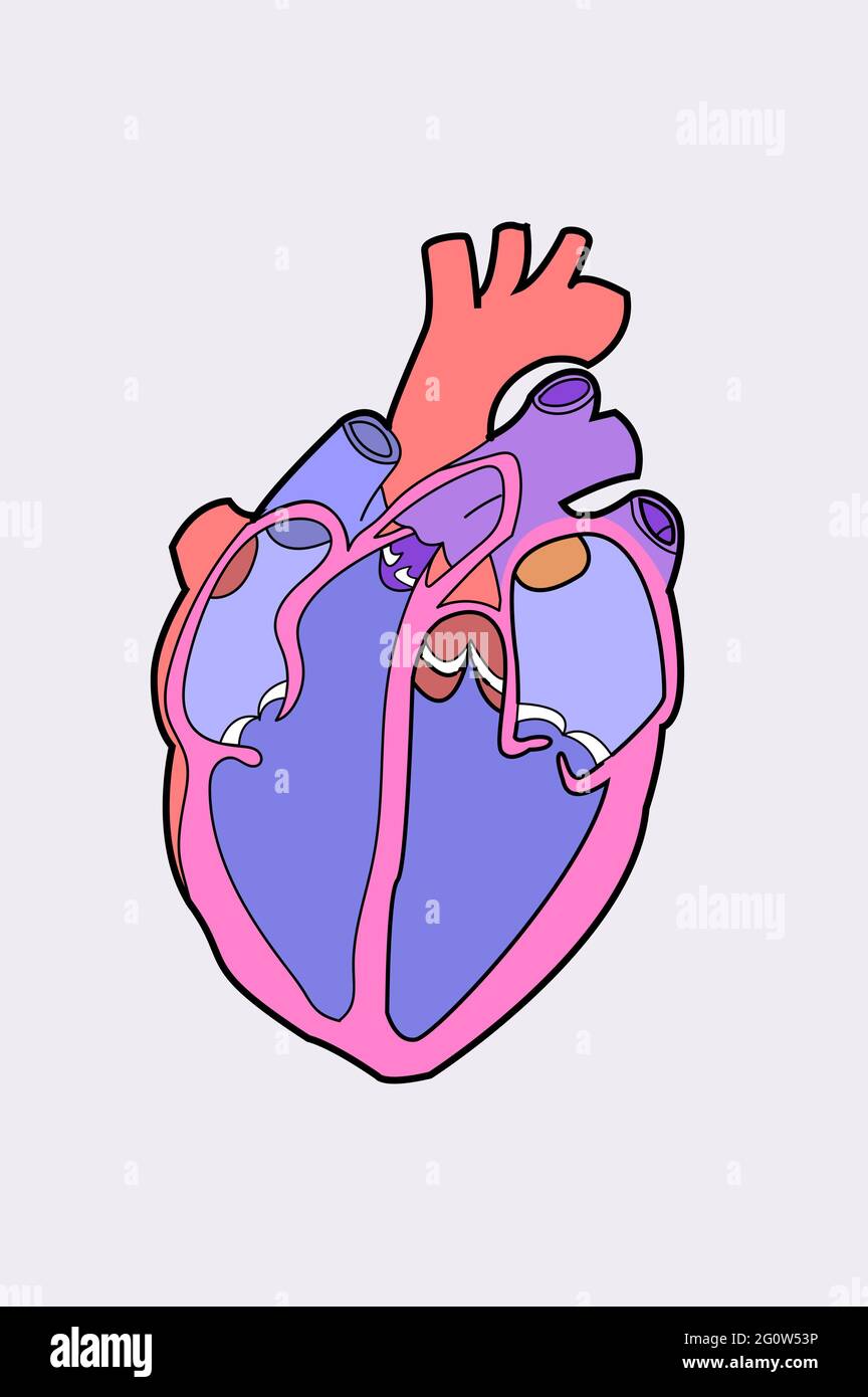 Human Heart vector diagram Biology Human Body Stock Vector