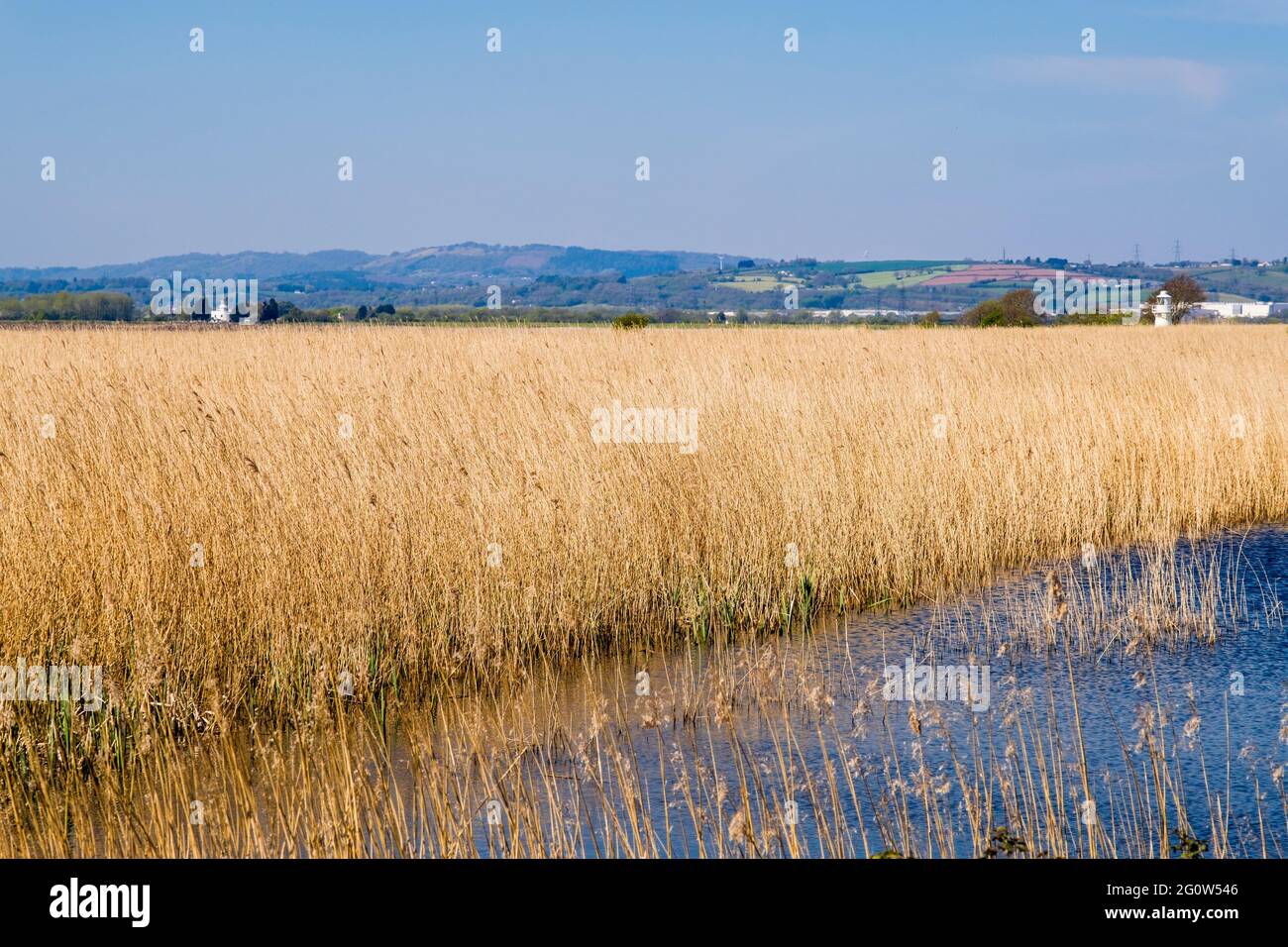Pool and reeds on Caldicot Level of Gwent levels at Newport Wetlands National Nature Reserve with Uskmouth power station. Nash Newport Gwent Wales UK Stock Photo