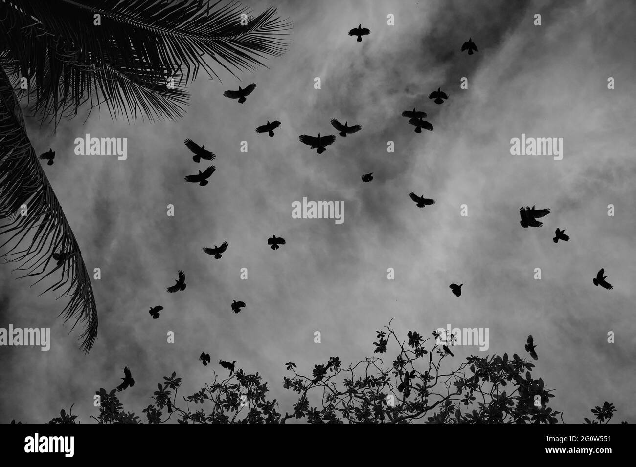 Silhouette of Crows in flight on a moody evening framed by trees in Penang, Malaysia. Birds in flight. Black and white photograph Stock Photo