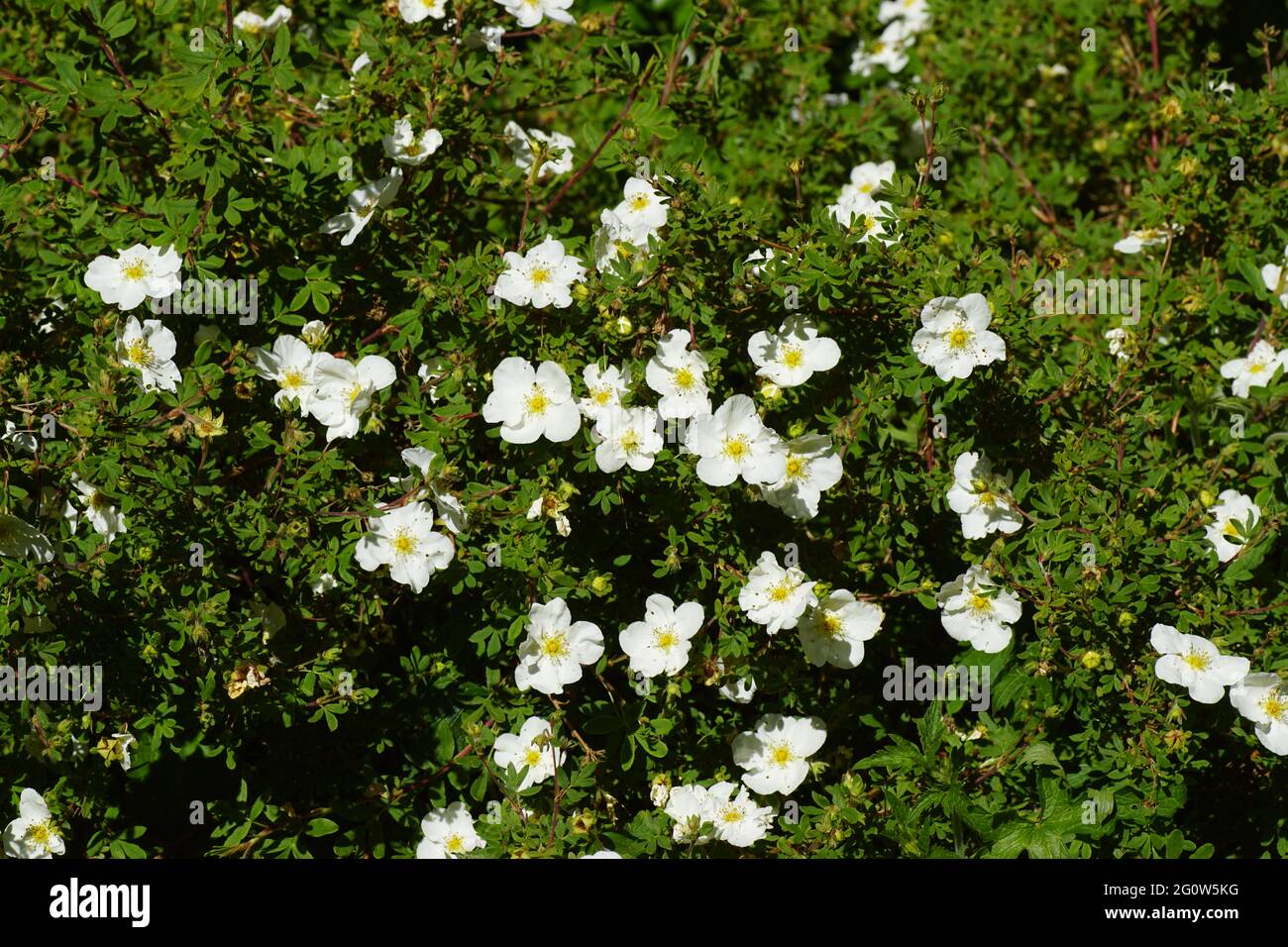 Flowering Shrubby cinquefoil (Potentilla fruticosa 'Abbotswood'). Rose family (Rosaceae). In a Dutch garden, June. Stock Photo