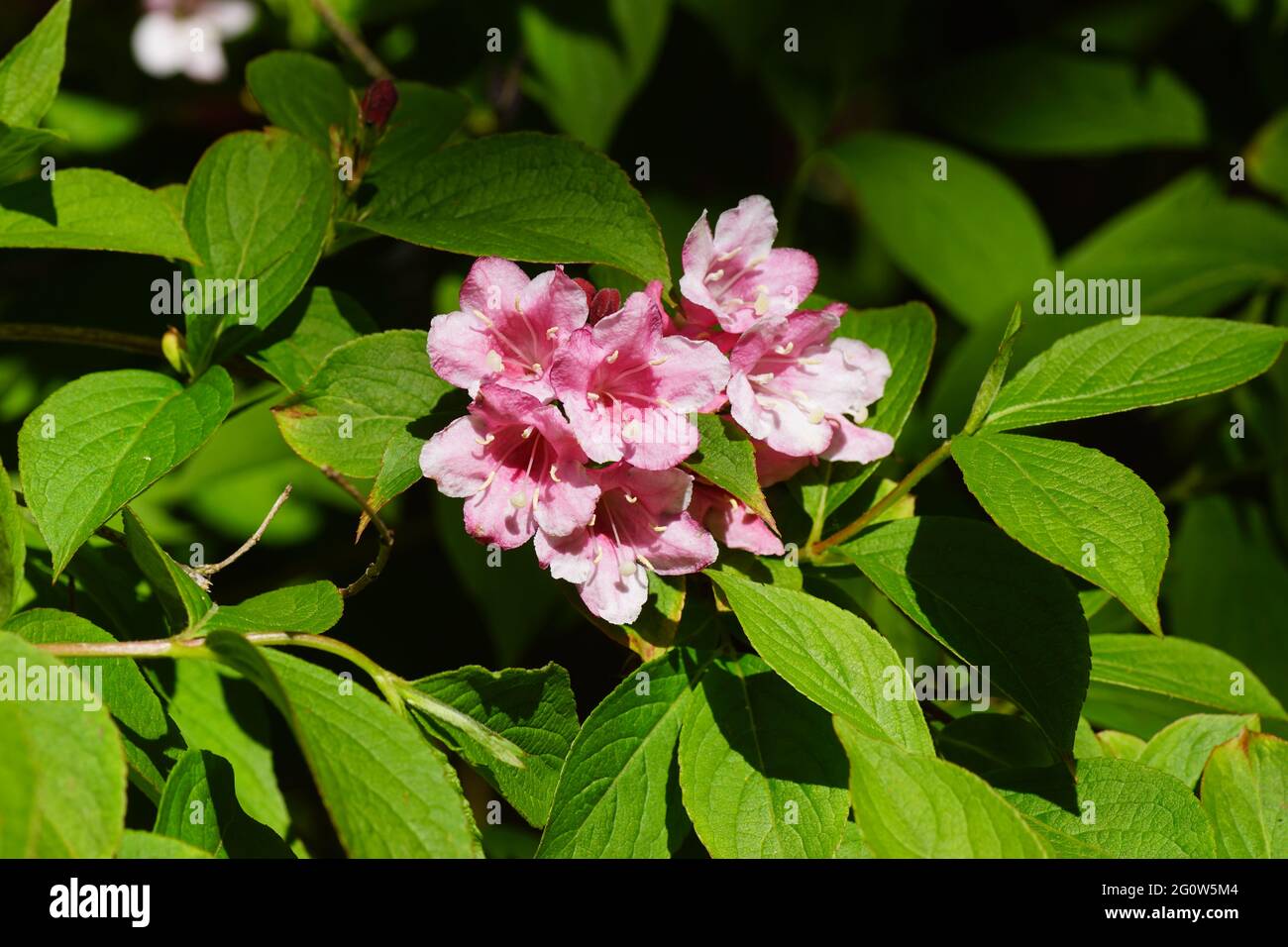 Flowering Weigela florida. Honeysuckle family (Caprifoliaceae). In a