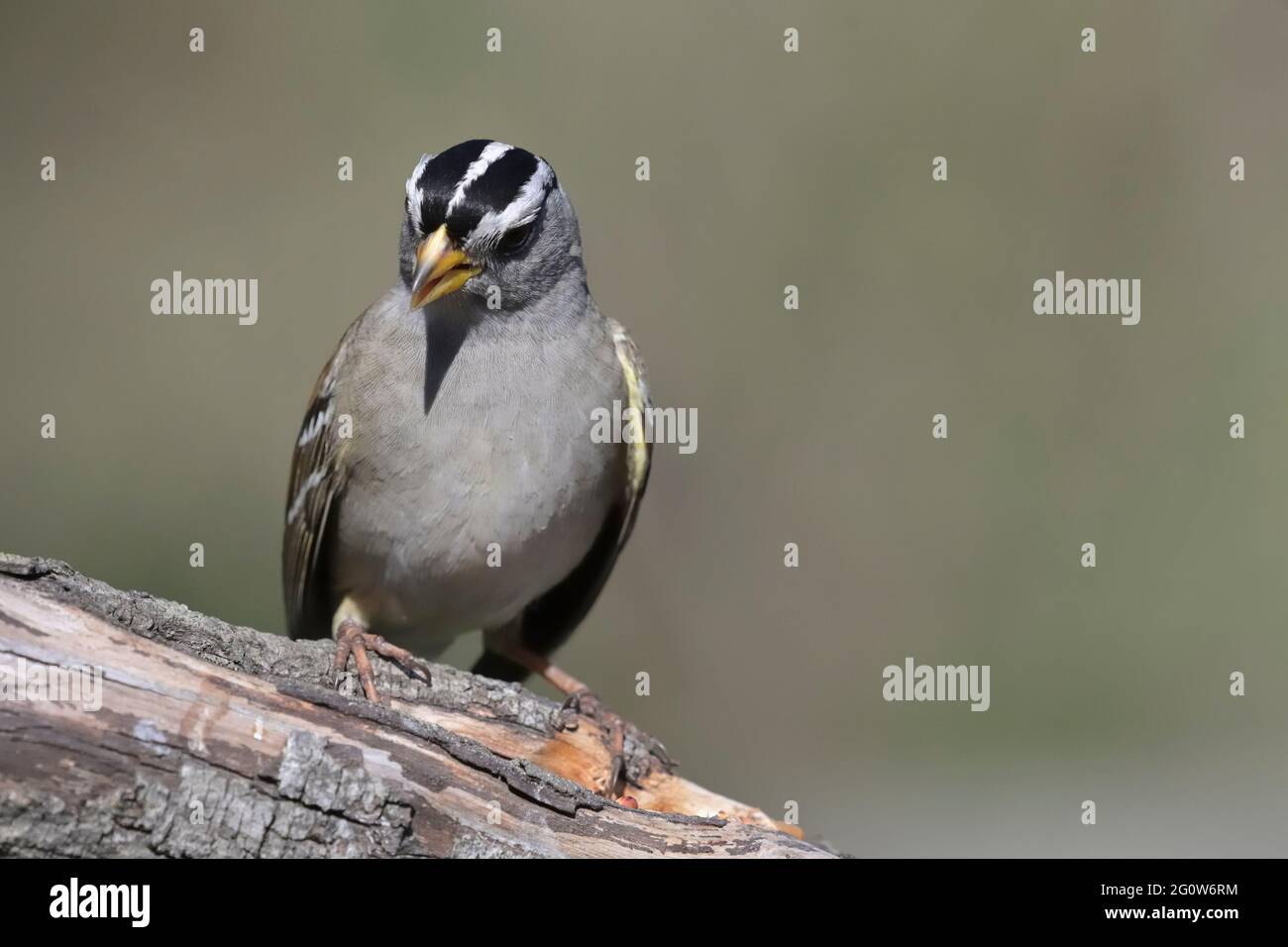 White  crowned sparrow at a bird feeder Courtenay  Vancouver Island,  British Columbia, Canada. Stock Photo