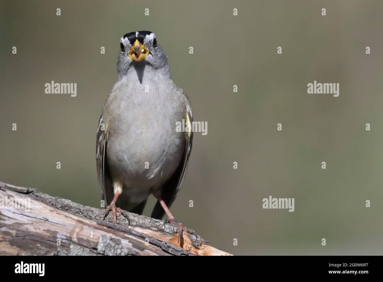 White  crowned sparrow at a bird feeder Courtenay  Vancouver Island,  British Columbia, Canada. Stock Photo