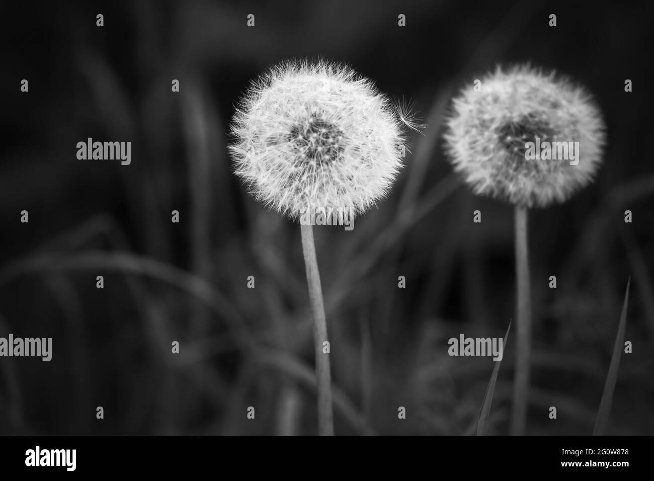 Dandelion flowers with fluffy seed heads, black and white photo Stock Photo