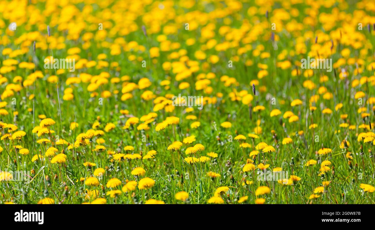 Yellow dandelions in bloom are on a green meadow on a sunny day.  Taraxacum officinale. Natural background photo Stock Photo