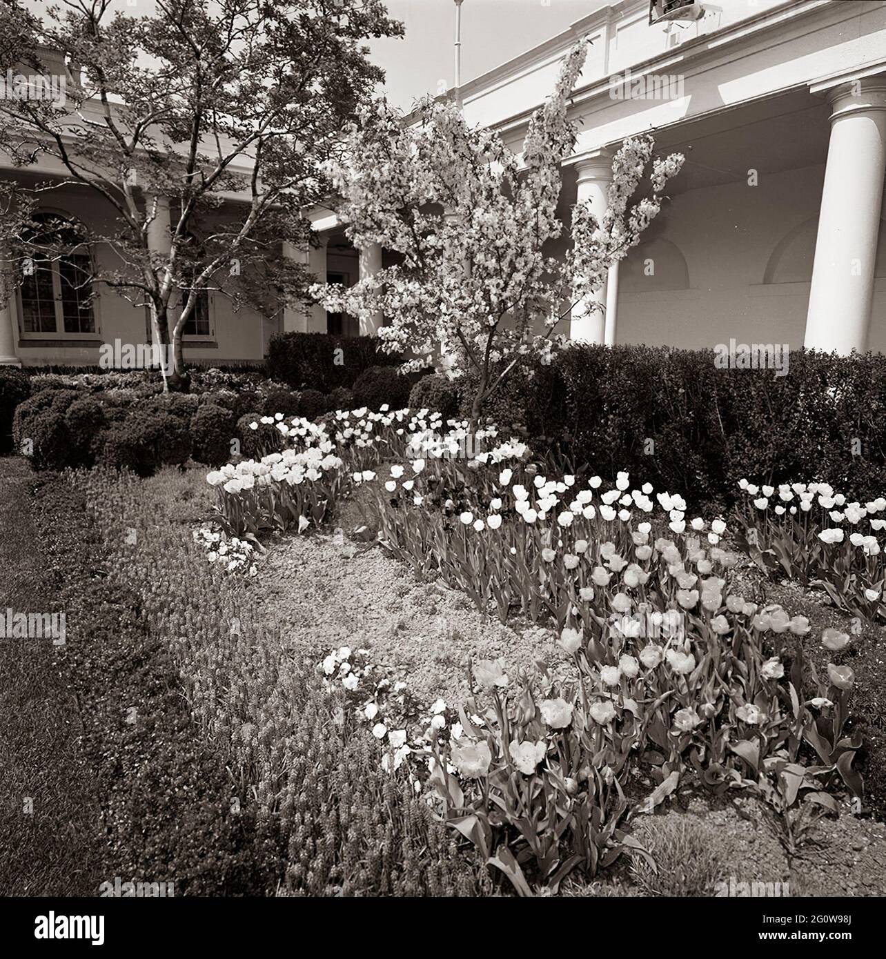 ST-C102-2-63                 18 April 1963  Rose Garden, views.   Please credit 'Cecil Stoughton. White House Photographs. John F. Kennedy Presidential Library and Museum, Boston' Stock Photo