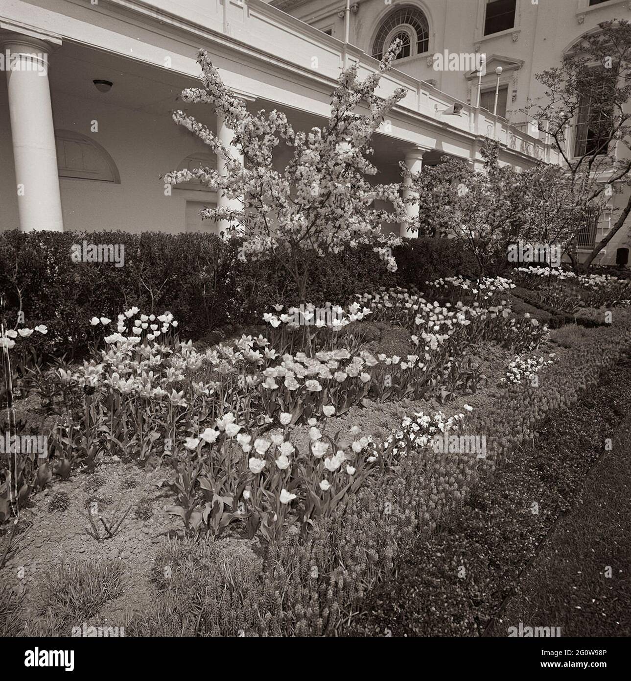 ST-C102-1-63                 18 April 1963  Rose Garden, views. [Discolored streak on left side of image is original to the negative.]  Please credit 'Cecil Stoughton. White House Photographs. John F. Kennedy Presidential Library and Museum, Boston' Stock Photo