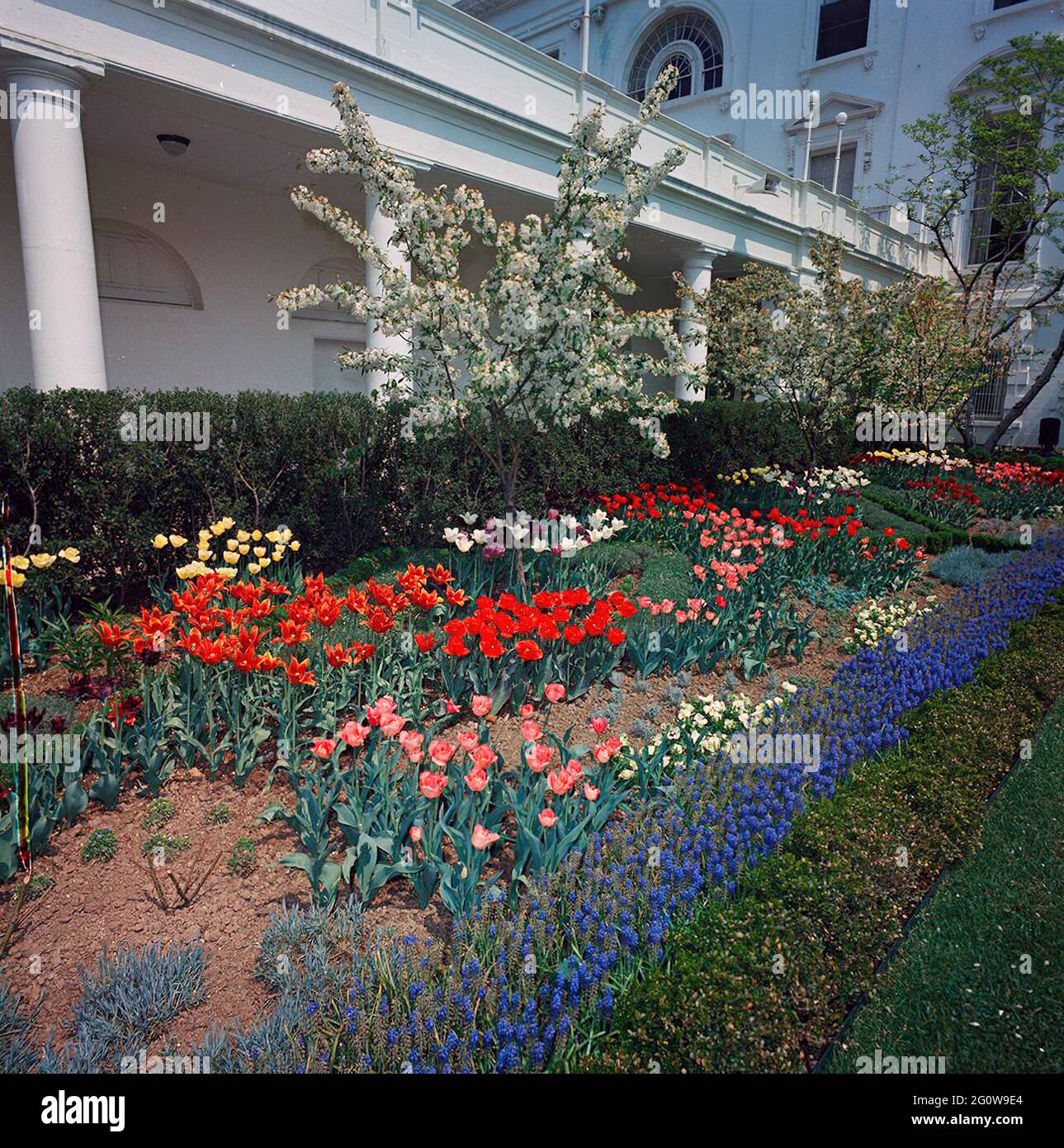 ST-C102-1-63                 18 April 1963  Rose Garden, views. [Discolored streak on left side of image is original to the negative.]  Please credit 'Cecil Stoughton. White House Photographs. John F. Kennedy Presidential Library and Museum, Boston' Stock Photo
