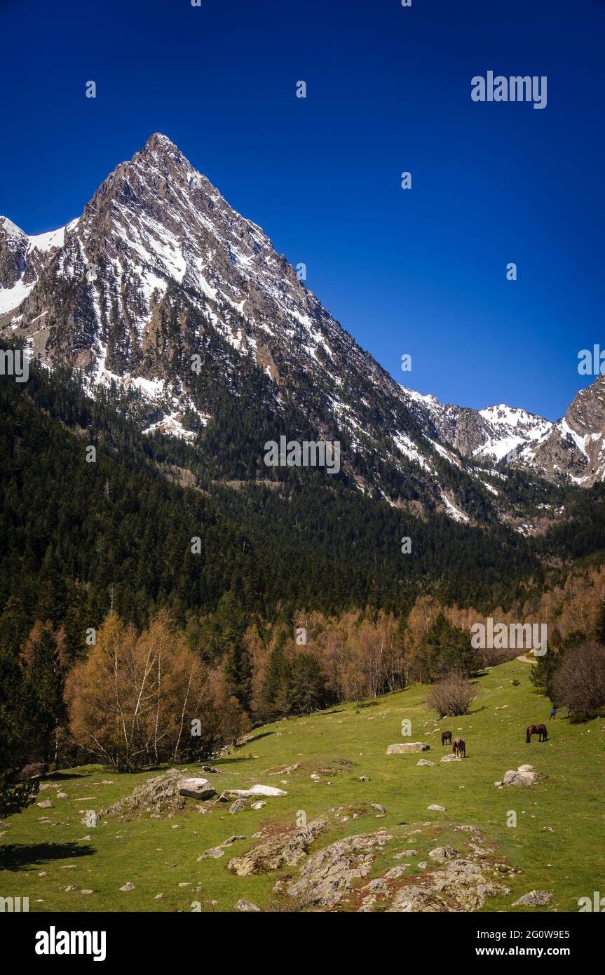 Encantats summits seen from near the meadow of Prat Pierró in spring (Aigüestortes i Estany de Sant Maurici National Park, Catalonia, Spain, Pyrenees) Stock Photo
