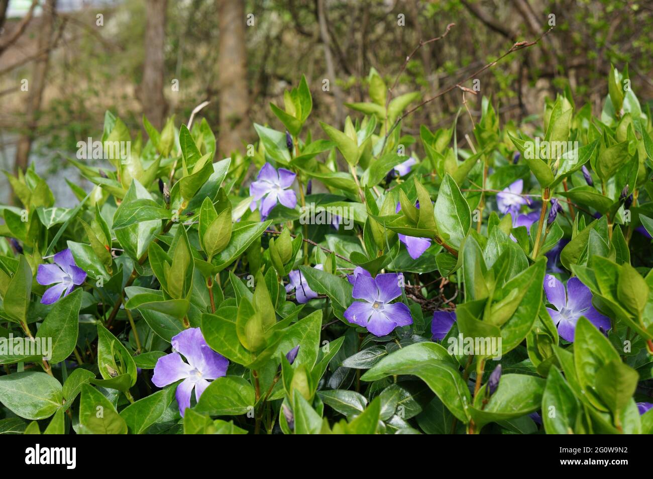 Periwinkle (vinca) purple flowers growing in a hedgerow during springtime Stock Photo