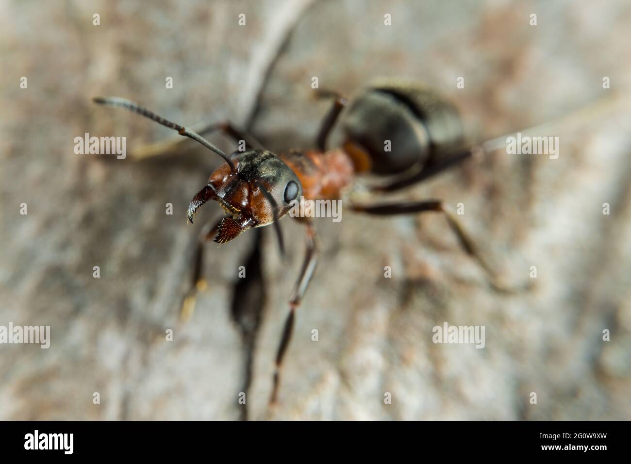 Red Wood Ant in close up Stock Photo