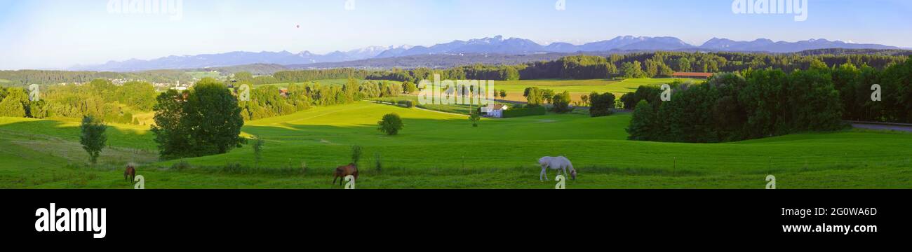Wide angle panoramic view of the bavarian alps in germany with 3 horses in summer, as seen from Feldkirchen-Westerham, Bavaria. Stock Photo